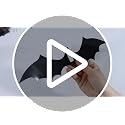 120 Pcs Halloween 3D Bat Wall Decals Waterproof Black Spider Decorations