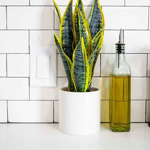 Qdos Safety StayPut Double Outlet Plug Cover - One Plug Covers both Outlets! Secure Fit and Beveled Edges Prevent Small Fingers from Removing Unlike Other Products| Fits All Outlets | 6 pack | White