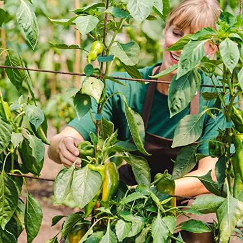 KINGLAKE GARDEN Plant Tape Garden Ties 65.6 Feet 1/2'' Twist Ties for Plants Support, Garden Plant Tape for Climbing Plants, Gardening, Home, Office