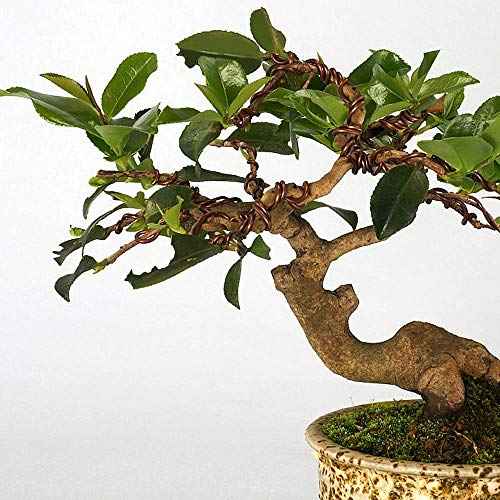 Quality Bronze Long Lasting Bonsai Training Wire Set of 3 Sizes - 1.0mm, 1.5mm, 2.0mm, Corrosion and Rust Resistant (32 Feet Each Size)