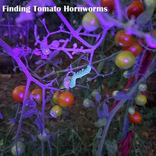 Black Light UV Light, 21 LED 395nm UV Flashlight, Powerful Mini Blacklight Flashlight, Small Portable Black Light Flashlight for Pet Urine Detection, Scorpion, Resin Curing, Bed Bug, Nails