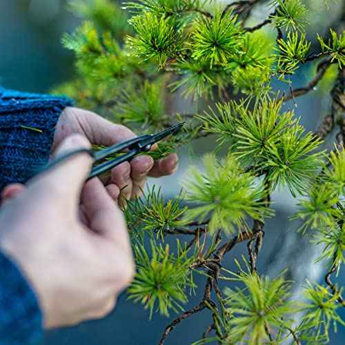 PATIKIL 1.0mm Bonsai Training Wire, 2 Rolls Floral Wire Stems Anodized Aluminum Tree Wire 65.6 Feet Total for Gardening Branch Fixing, Black