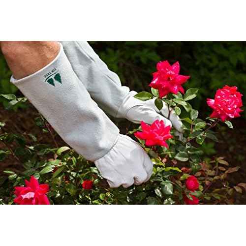 Leather Gardening Gloves by Fir Tree. Premium Goatskin Gloves With Cowhide Suede Gauntlet Sleeves. Perfect Rose Garden Gloves. Men's and Women's Sizes. M-8 (See Size Chart Photo)