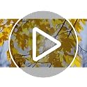 FLFK Fake Window Wall Sticker 16x24 Inch Landscape Faux Window Decal Gxl408