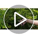 8.5 Inch Bypass Pruning Shears Sunset Orange | Jam-Proof Garden Clippers