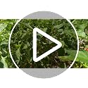 VELCRO Brand Recycled Plastic Garden Ties 50 Ft x 1/2 in Green, Adjustable Plant Support