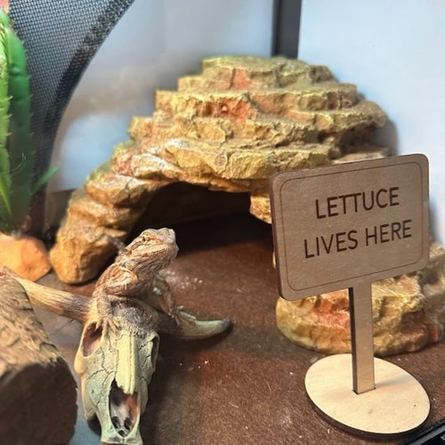 Personalized Reptile Signs,Wooden Name Plates for Bearded Dragons & Reptiles, Customizable Pet House Signs, Gift for Reptile Enthusiasts,Pet Name Signs, Set of 2