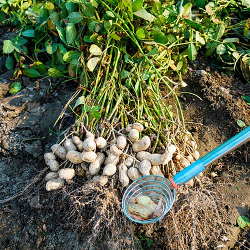 Peanut Picker, Egg Grabber, Stainless Steel Nut Gatherer, Lightweight 42.13inch Flexible Multifunction Potato Picking Tool (1 PC)