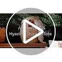 Chestnut Best Choice Products Scalloped Hyacinth Storage Basket with Lid – Handwoven Plant & Home Organizer