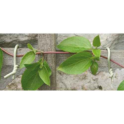 50-3010 Haxnicks Slim Soft Tie for Plants & Trees, 26.3', Green, 26.5