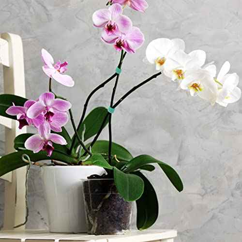 KINGLAKE GARDEN Plant Tape Garden Ties 65.6 Feet 1/2'' Twist Ties for Plants Support, Garden Plant Tape for Climbing Plants, Gardening, Home, Office