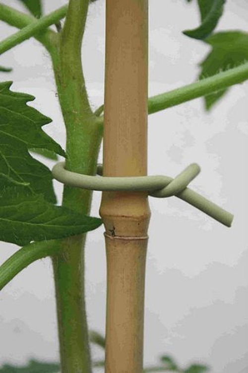 Tierra Garden 50-3010 Haxnicks Slim Soft Tie for Plants & Trees, 26.3', Green, 26.5