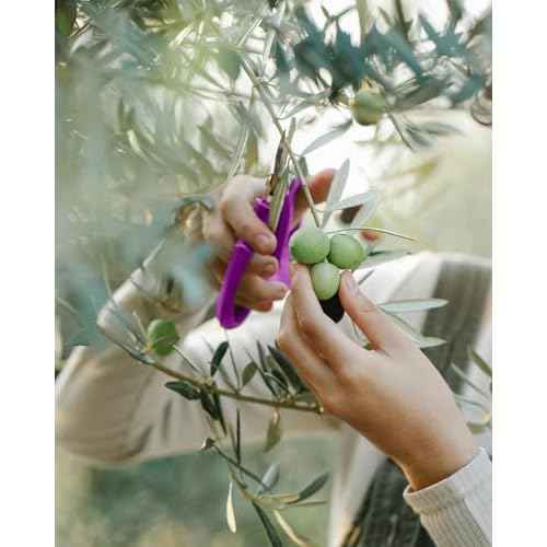 Flower Scissors - 4 Pcs Stainless Steel Flower Shears, Garden Plant Floral Shears for Fresh Flowers Stems (Blue, Green, Pink, Violet)