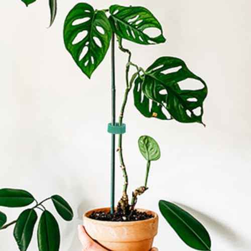 KINGLAKE GARDEN Plant Tape Garden Ties 65.6 Feet 1/2'' Twist Ties for Plants Support, Garden Plant Tape for Climbing Plants, Gardening, Home, Office