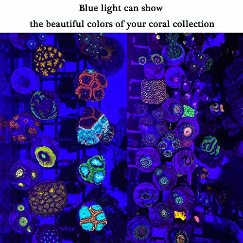 Blue Light Flashlight Single Mode Zoomable Waterproof Led Blue Light for Night Deer Hunting Fishing, 2 Pack