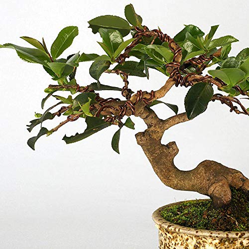 Quality Bronze Long Lasting Bonsai Training Wire Set of 3 Sizes - 1.0mm, 1.5mm, 2.0mm, Corrosion and Rust Resistant (32 Feet Each Size)