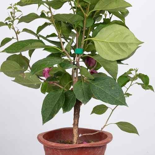 4 Roll Plant Tape Garden Ties, 131 Ft Green Plant Ties for Climbing Plants, 1/2" Adjustable Twist Ties for Plants Support, Reusable Nylon Gardening Tape for Growing, Home, Office