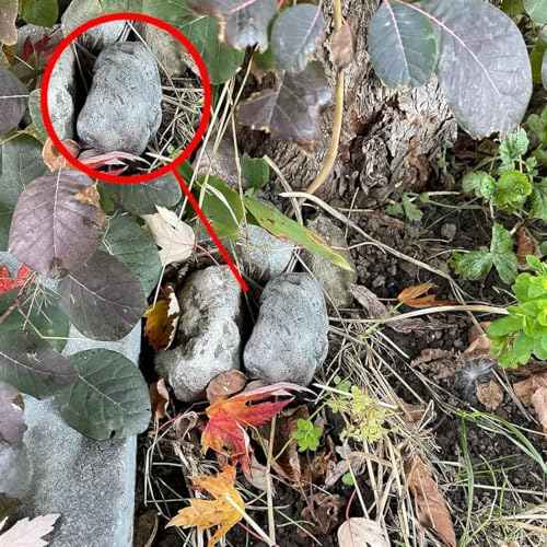 Key Rock - Safe for Outdoor Hide A Key in Plain Sight in a Real Looking Rock/Stone, Holds Standard when not at home or are not able to unlock the door