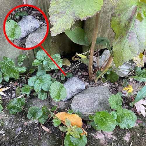 Key Rock - Safe for Outdoor Hide A Key in Plain Sight in a Real Looking Rock/Stone, Holds Standard when not at home or are not able to unlock the door