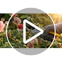 MEPEREZ Modern Pruning Shears - Garden Clippers with 4x Cutting Power, 1-Inch Capacity, Arthritis-Friendly, Easy to Use, Durable Gardening Tool