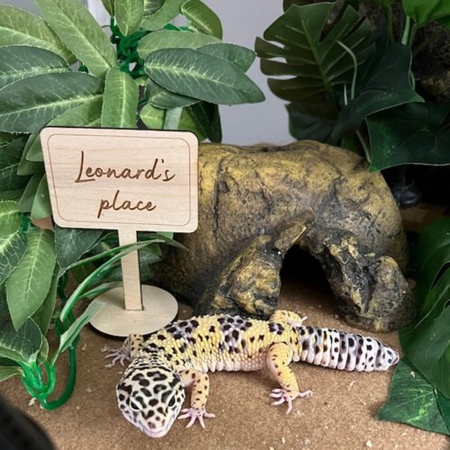 Personalized Reptile Signs,Wooden Name Plates for Bearded Dragons & Reptiles, Customizable Pet House Signs, Gift for Reptile Enthusiasts,Pet Name Signs, Set of 2