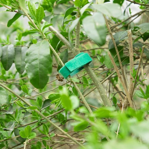GCTWFYK Plant Tape, 6 Roll 196 Ft Green Garden Tape, Twist Ties for Plants 1/2", Plant Supports, Garden Ties for Climbing Plants, Plant Twist Tie for Plant Gardening, Home, Office