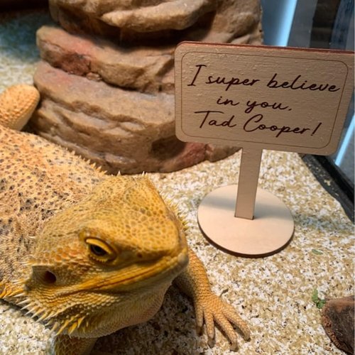 Personalized Reptile Signs,Wooden Name Plates for Bearded Dragons & Reptiles, Customizable Pet House Signs, Gift for Reptile Enthusiasts,Pet Name Signs, Set of 2