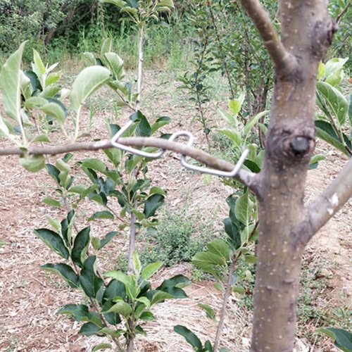 Xoeryoy 50Pcs Fruit Tree Branch Puller 3.15" M-Shaped Tying Machine Farm Tools Sturdy Tree Branch Support Plum Open Angle Pull Stereotyped Bending Tool for Fruit Trees