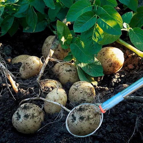 Peanut Picker, Egg Grabber, Multifunctional Practical Large Diameter Design Peanut Picking Tool Shell Collecting Tool, Outdoor Egg Gathering Tools (Silver)