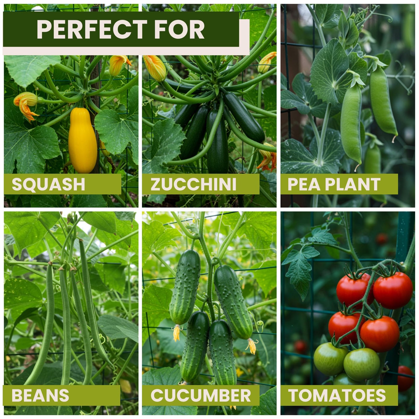53x53 Cucumber Trellis for Raised Bed - A Frame Vegetable Support - Garden Trellis for Climbing Plants Outdoor - Cucumbers, Pea, Zucchini, Squash, Tomato, Green Bean, Vine, Watermelon, Melon, Pumpkin
