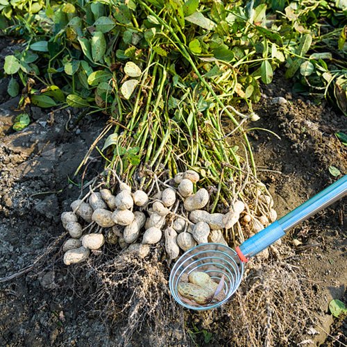 Peanut Picker, Egg Grabber, Multifunctional Practical Large Diameter Design Peanut Picking Tool Shell Collecting Tool, Outdoor Egg Gathering Tools (Silver)