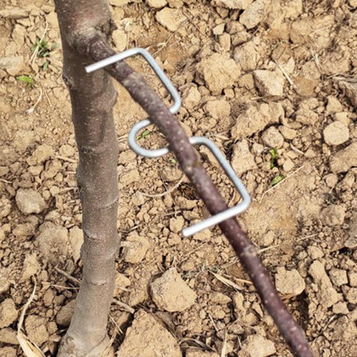 Xoeryoy 50Pcs Fruit Tree Branch Puller 3.15" M-Shaped Tying Machine Farm Tools Sturdy Tree Branch Support Plum Open Angle Pull Stereotyped Bending Tool for Fruit Trees