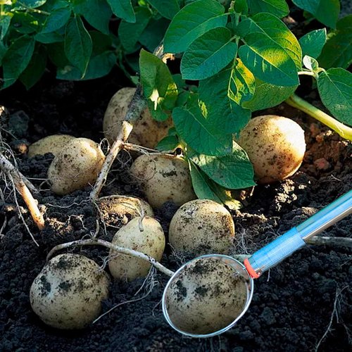 Peanut Picker, Egg Grabber, Nut Gatherer, 107cm / 42.13 Inch Stainless Steel Lightweight Flexible Multifunction Potato Picking Tool (1Pcs)