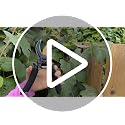 Gonicc 8-Inch Premium Titanium Bypass Pruning Shears - Golden Version